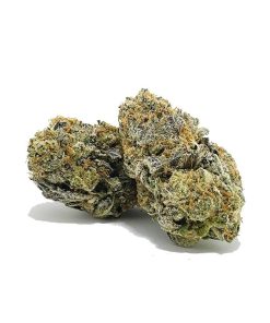 Maui AA