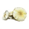 Albino Roller Coaster Magic Mushroom
