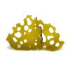 Blueberry Shatter