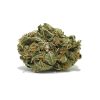 Critical Purple AA