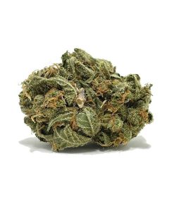 Critical Purple AA