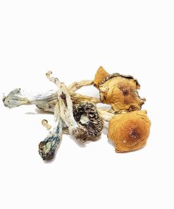 Puerto Rican Magic Mushroom