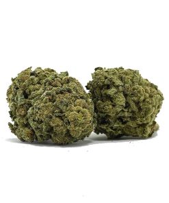 Red Congolese AA