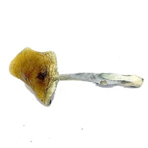 Vietnamese Magic Mushroom