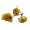 Vietnamese Magic Mushroom