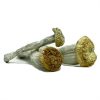 Yeti Magic Mushroom
