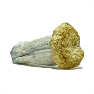 Yeti Magic Mushroom